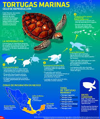 Infografia De Fauna Silvestre Buscar Con Google Tortugas Marinas Especies De Tortugas Tortugas
