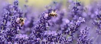 Also, check out how students created gardens specifically for butterfly nourishment in this plt blog. Seven Gardening Tips To Protect The Environment And Promote Biodiversity Mediamarktsaturn