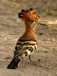 Brown Small Birds Of South Africa Pin By Yosef Abdo On Birds Colorful Birds South African Birds Birds