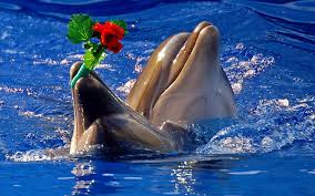 Free Download Gallery For Gt Cute Baby Dolphins Wallpaper 1920x1200 For Your Desktop Mobile Tablet Explore 67 Cute Dolphin Wallpaper Dolphin Desktop Wallpaper Dolphins Images Wallpaper Dolphins Hd Wallpaper