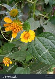 Image result for Aspilia