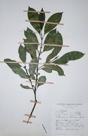 Image result for Craterispermum