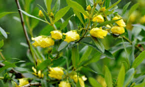 Image result for Rhigozum brevispinosum