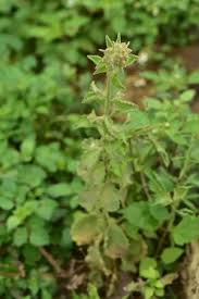 Image result for Blumea