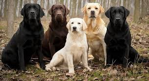 They also have a huge price range, from. Labrador Retriever The Most Popular Breed Pin Paws