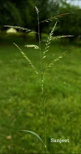 Image result for Eriochloa procera