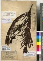 Image result for Acacia amythethophylla