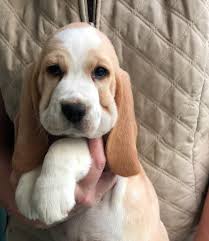 See more ideas about beagle mix, beagle, dogs. Lemon Drops Beagles Welpen