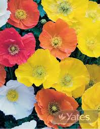 In temperate climates, you can sow the seeds right through the autumn months. Iceland Poppy Artist S Glory Garden Seeds Yates Australia