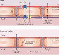 Learn about medishare's most common complaints including whether members are required to use. Healthy Aging And The Blood Brain Barrier Nature Aging