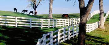 Lexington horse capital of the world. 61 Reasons Lexington Is The Horse Capital Of The World
