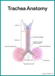 Respiratory System Anatomy And Physiology Nurseslabs Respiratory System Anatomy Anatomy And Physiology Respiratory Therapy Student