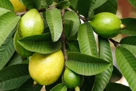 Manfaat jambu biji merah untuk ibu hamil. Tingkatkan Imunitas Jambu Biji Punya Segudang Manfaat Untuk Ibu Hamil