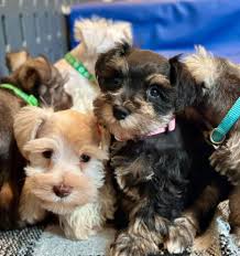 Schnauzer Puppies For Rehoming
