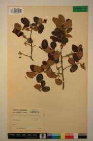 Image result for Mystroxylon