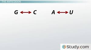 A codon is a sequence of three amino acids. Codon Recognition How Trna And Anticodons Interpret The Genetic Code Video Lesson Transcript Study Com