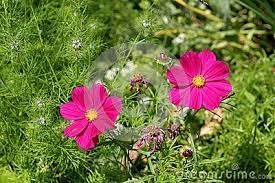 Garden Cosmos Or Cosmos Bipinnatus Or Mexican Aster Dark Purple Two Half Hardy Annual Fully Blooming Flower Dark Purple Flowers Purple Flowers Blooming Flowers
