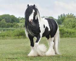 Also would make great stallion material…. Pin On Caballos