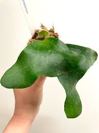 Image result for Dipcadi platyphyllum