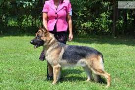 Black And Red Long Coat German Shepherd Puppies Plush And Long Coats Possible From Our Huge Canadian West German Male Bo And Our Black German Shepherd Black German Shepherd Puppies Black German Shepherd Dog