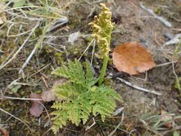 Image result for Botrychium multifidum