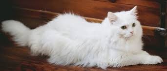 Sketsa bunga matahari tersebut terlihat sangat detail dan nyata menyerupai bentuk aslinya. Jenis Kucing Persia Munchkin Termahal Besar Scottish Fold