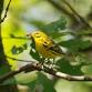 Birding Basics