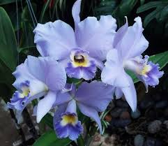 Pin On Plants Orchids