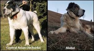 If there was an award for least known breed of dog of the turkish world, it would surely go to the alabai of turkmenistan. Turkmen Alabai Tumblr Posts Tumbral Com