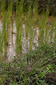 Image result for Eragrostis atrovirens