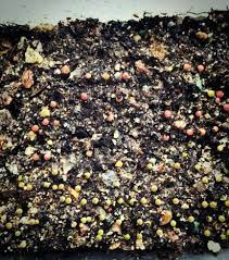 多肉播種 種子發霉原因統整 種子發霉了 為什麼 前幾天才聽友人免費送人 分享 還被打電話臭罵有 分享 過的肉友可能多多少少被抱怨過種子 發霉如果入肉坑久了 也一定有聽過這檔子事不論是分享或是賣家販售的種子能造成發霉的原因很多 主要是 black peppercorn