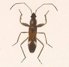 Image result for Pseudobersama