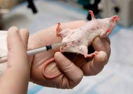 For the Welfare of Laboratory Animals