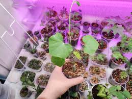 Image result for Cyclantheropsis parviflora