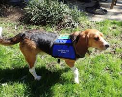 ~ saving beagles since 2001 ~ p.o. Lab Dog To Lap Dog Research Animals Get New Lease On Life