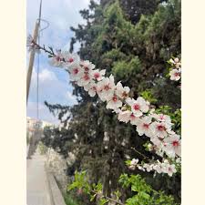 Image result for Manostachya