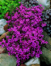 Plantes couvre sol a croissance rapide dans le jardin moderne. Plantes Couvre Sol A Croissance Rapide Dans Le Jardin Moderne
