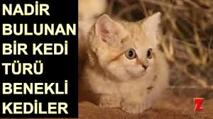 Benekli Kediler Youtube