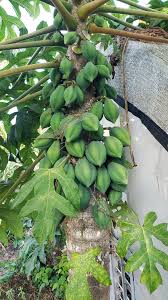 Image result for Vasconcellea pubescens