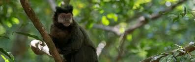 Maybe you would like to learn more about one of these? Capuchin Monkeys At The Iguazu National Parkin Brazil