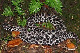Dusky Pygmy Rattlesnake Sistrurus Miliarius Barbouri Rattlesnake Snake Information Snake