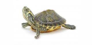 nap turtle id quiz proprofs quiz