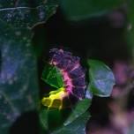 Life on the Edge – Midsummer Glow Worm Hunt