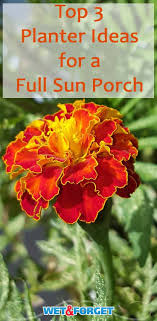 What plants do well in full hot sun? Pin On Backyard Landscaping