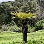Image result for Cyathea dregei