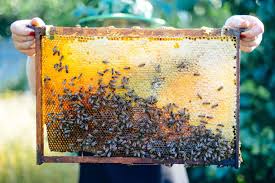 10 Tipps Fur Ein Bienenparadies Im Eigenen Garten Mit Bildern Bienen Bienen Waben Imker