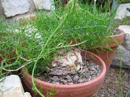 Image result for Bowiea volubilis