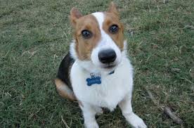 Beagi dog