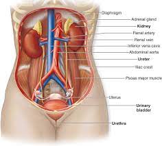 Maybe you would like to learn more about one of these? Macam Macam Sistem Organ Pada Manusia Beserta Organ Penyusun Dan Fungsinya Materi Kimia