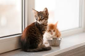 Ab welchem alter ist eine person ein senior? Die Richtige Katzenernahrung In Jedem Alter Kitten Adult Oder Senior